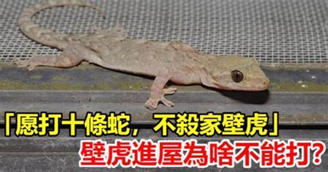 命局 壁虎進家門